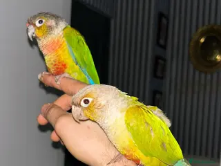 Conures birds Semi tame 2022 proven pair conure with DNA - Advert 17