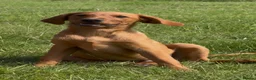 Labrador Retriever dogs for sale: Fox Red Labradors Puppies- Ready To Go - Advert 5