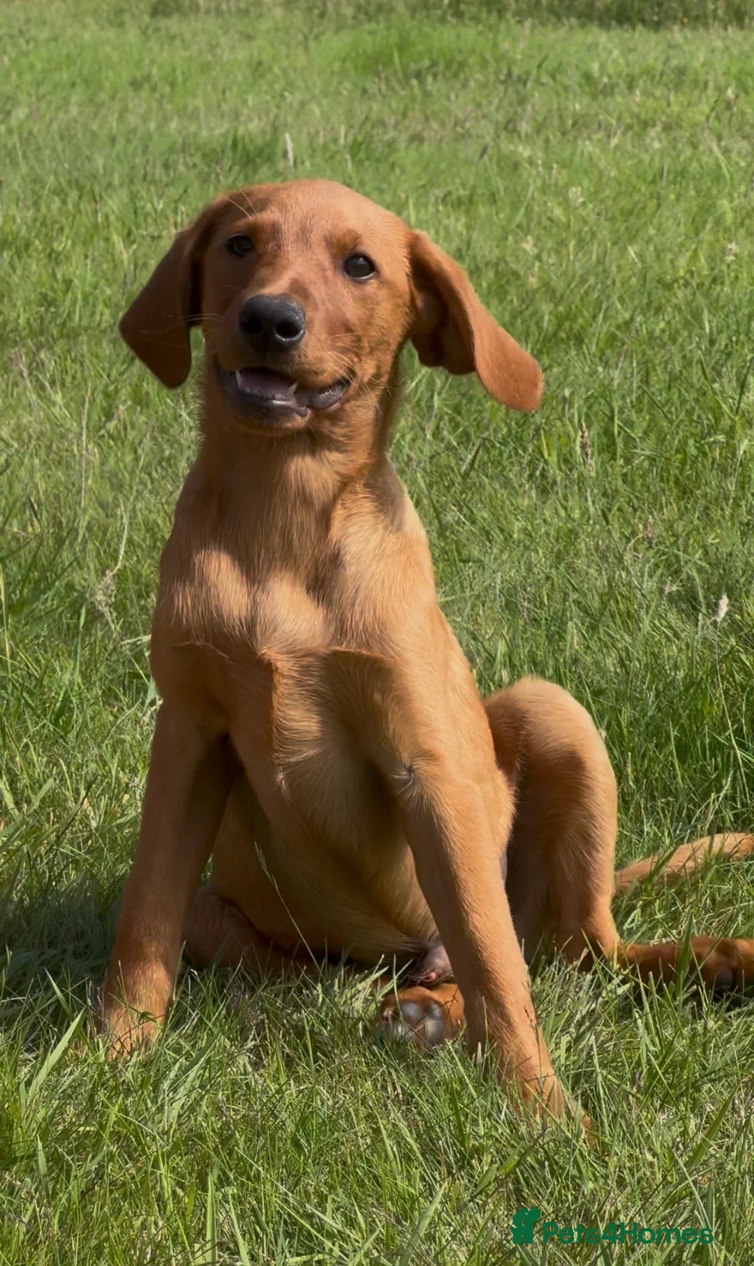Labrador Retriever dogs for sale: Fox Red Labradors Puppies- Ready To Go - Advert 5