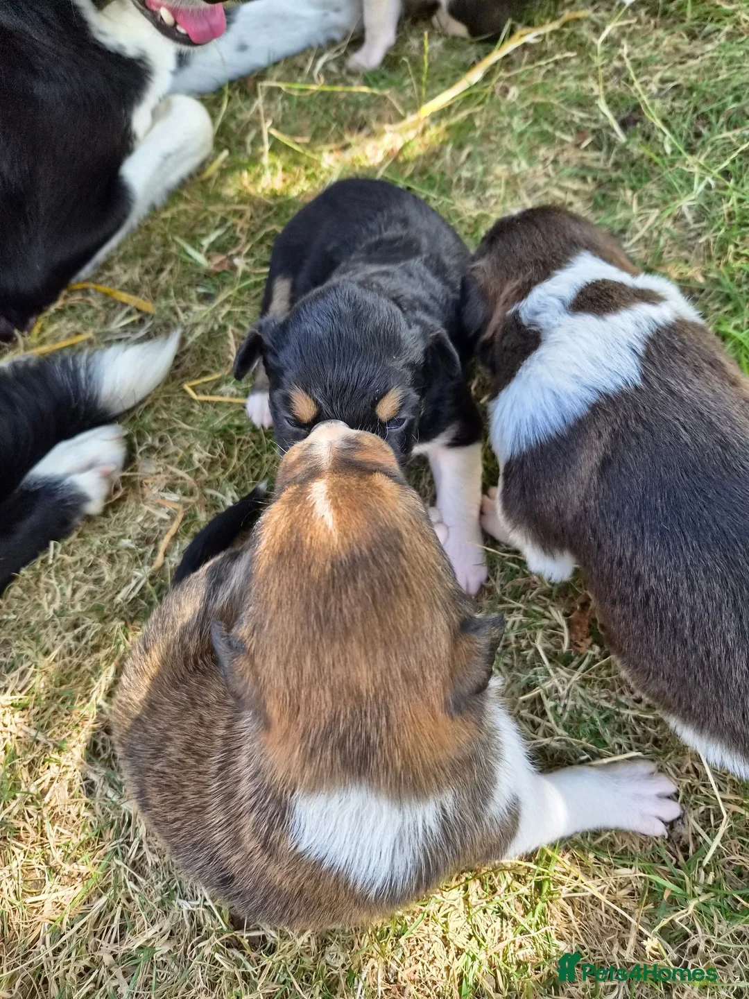 Border Collie dogs for sale: Border collie puppies 3 dogs 2 bitches - Advert 12