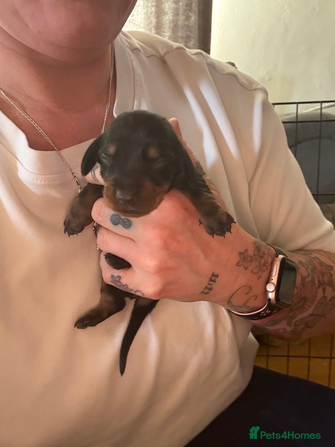 Miniature Dachshund dogs for sale: Black and brown miniature dachshund  - Image 6
