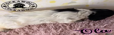 Ola