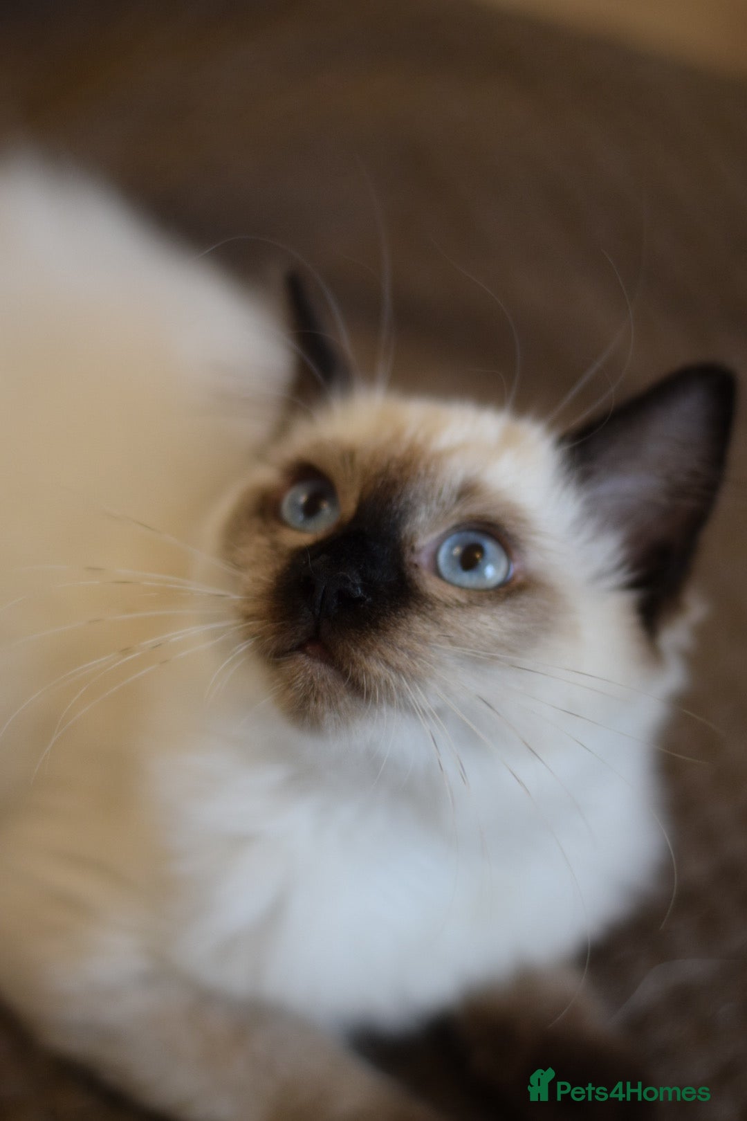 Ragdoll cats for sale: Seal point ragdoll female  - Image 4