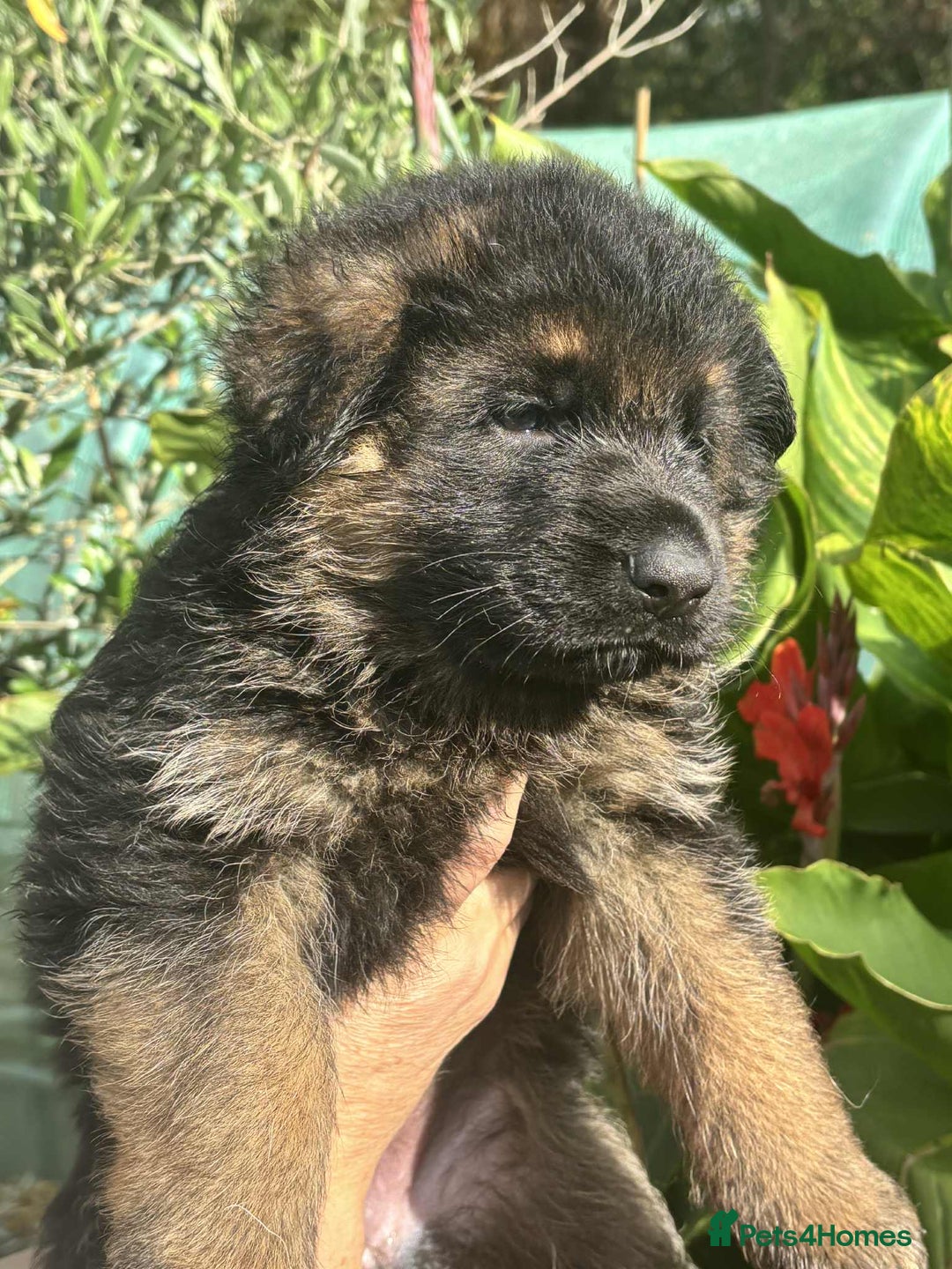 German Shepherd dogs for sale: German Shepherd Puppies KC registered - Image 15