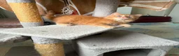 Mixed Breed cats for sale: Fluffy kittens for sale  - Advert 7