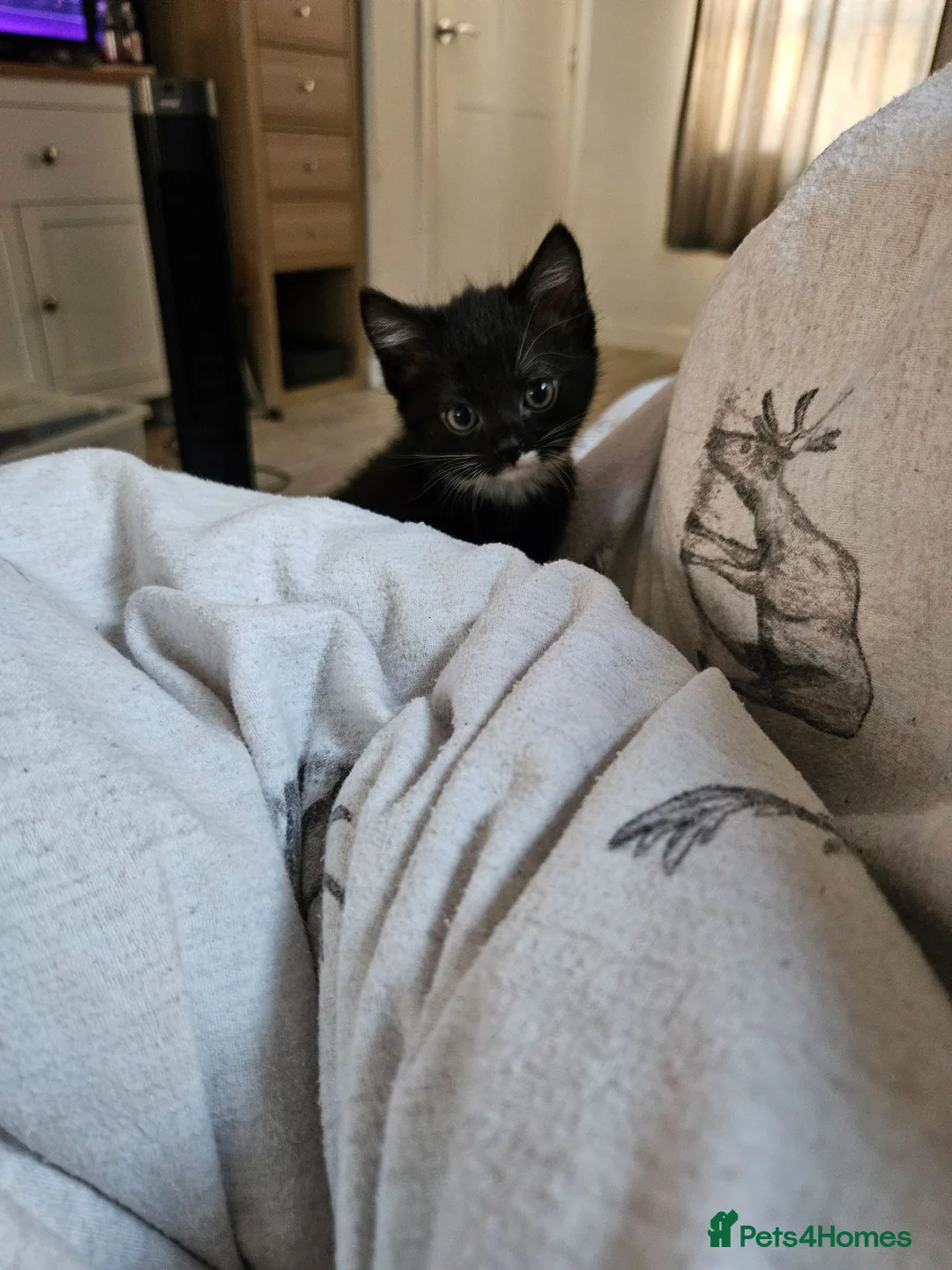 Mixed Breed cats for sale: 3 beautiful kittens  - Advert 2