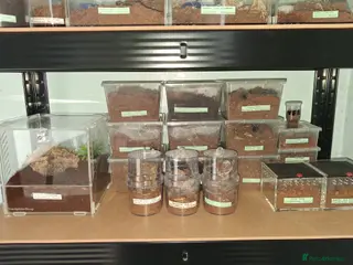 Tarantulas invertebrates 20 Tarantulas for sale - Advert 1