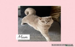 British Shorthair cats for sale: 🌸 Champion GCCF British Shorthair’s 🌸 - Image 17