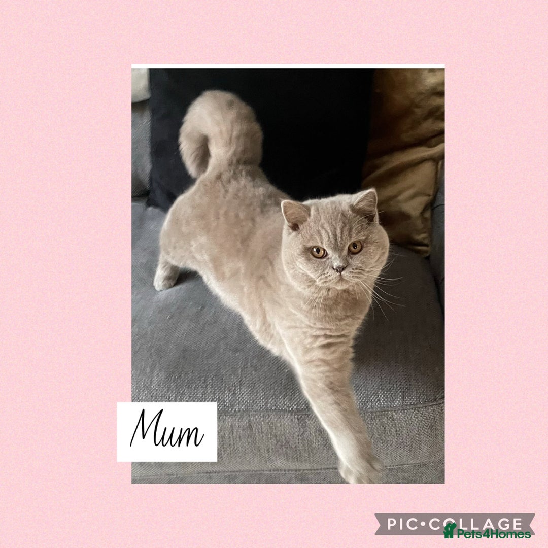British Shorthair cats for sale: 🌸 Champion GCCF British Shorthair’s 🌸 - Image 17