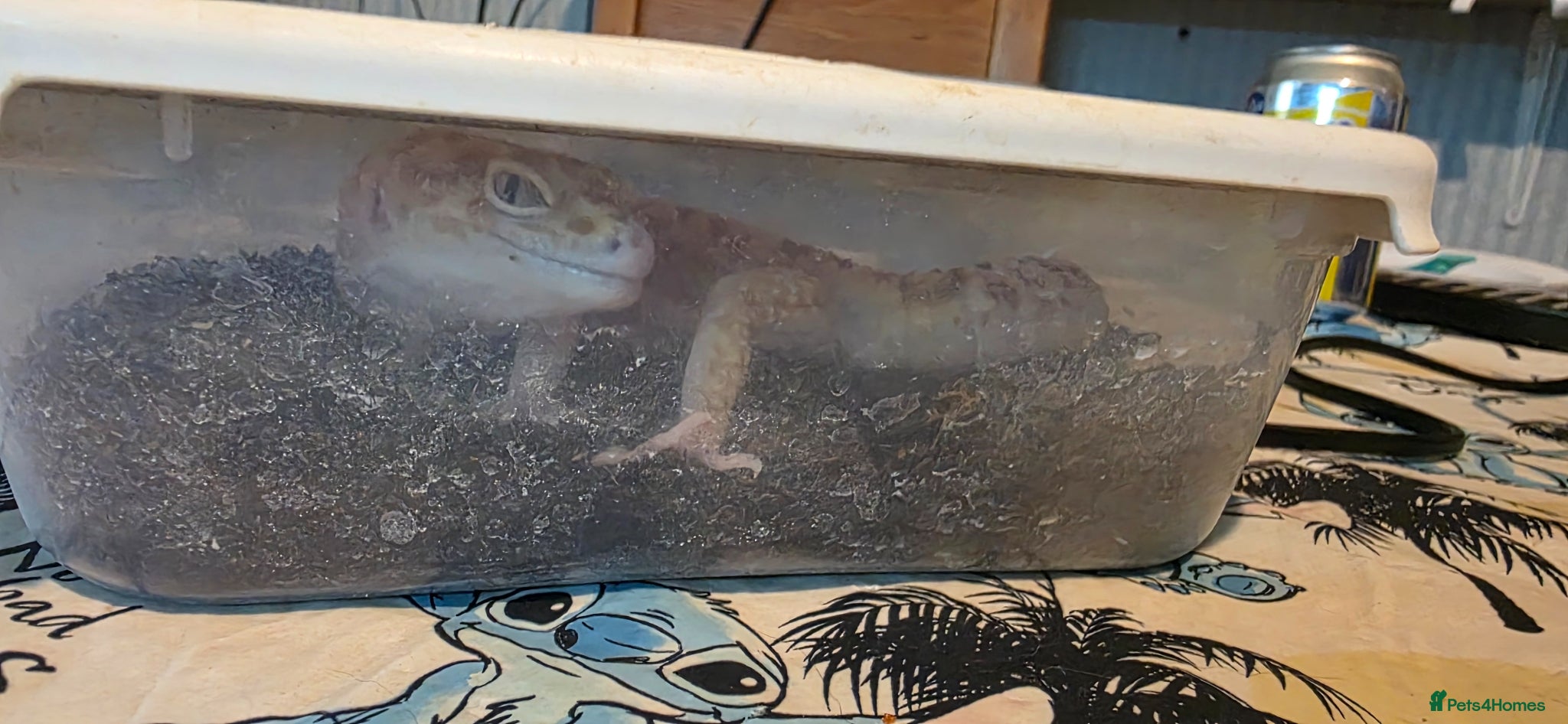 Leopard Gecko reptiles Rehoming our Leopard ghecko Romeo with full set up - Advert 2
