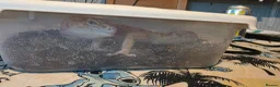 Leopard Gecko reptiles for sale: Rehoming our Leopard ghecko Romeo with full set up - Advert 2