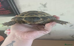 Tortoise reptiles for sale: Horsfield Tortoise 5yrs old male  - Image 4