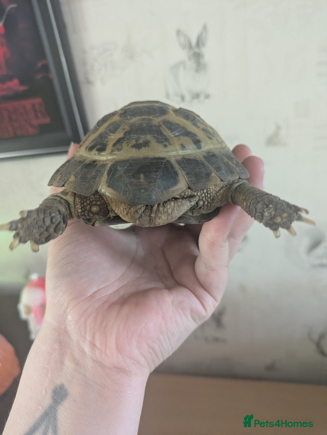 Tortoise reptiles for sale: Horsfield Tortoise 5yrs old male  - Image 4