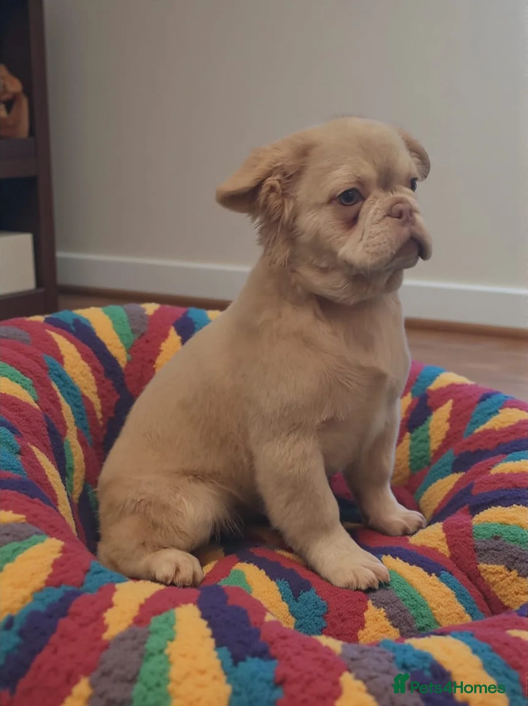 French Bulldog dogs for sale: Fluffy French Bulldog  - Advert 2