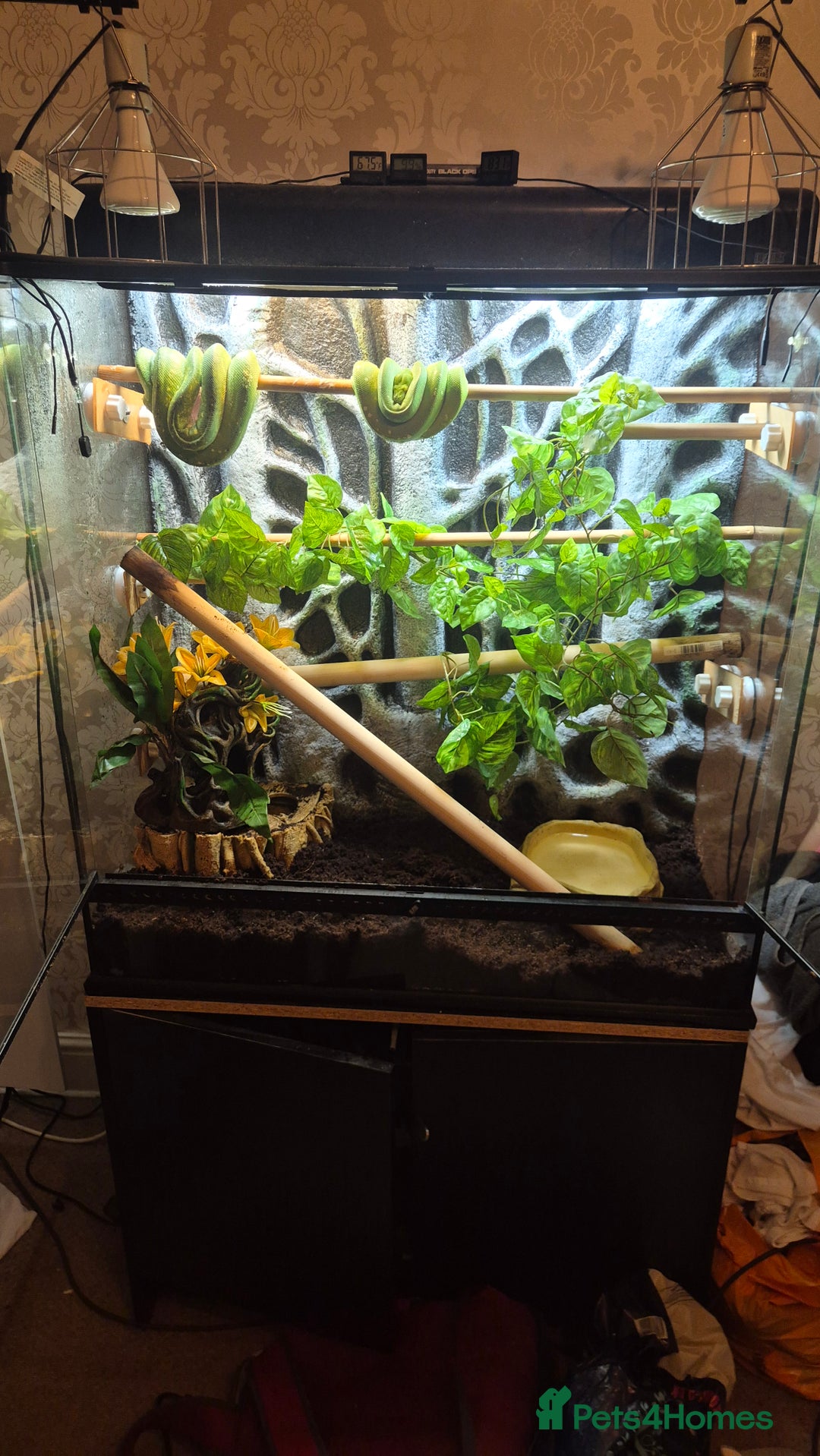 Snake reptiles for sale: Biak green tree python pair - Image 6