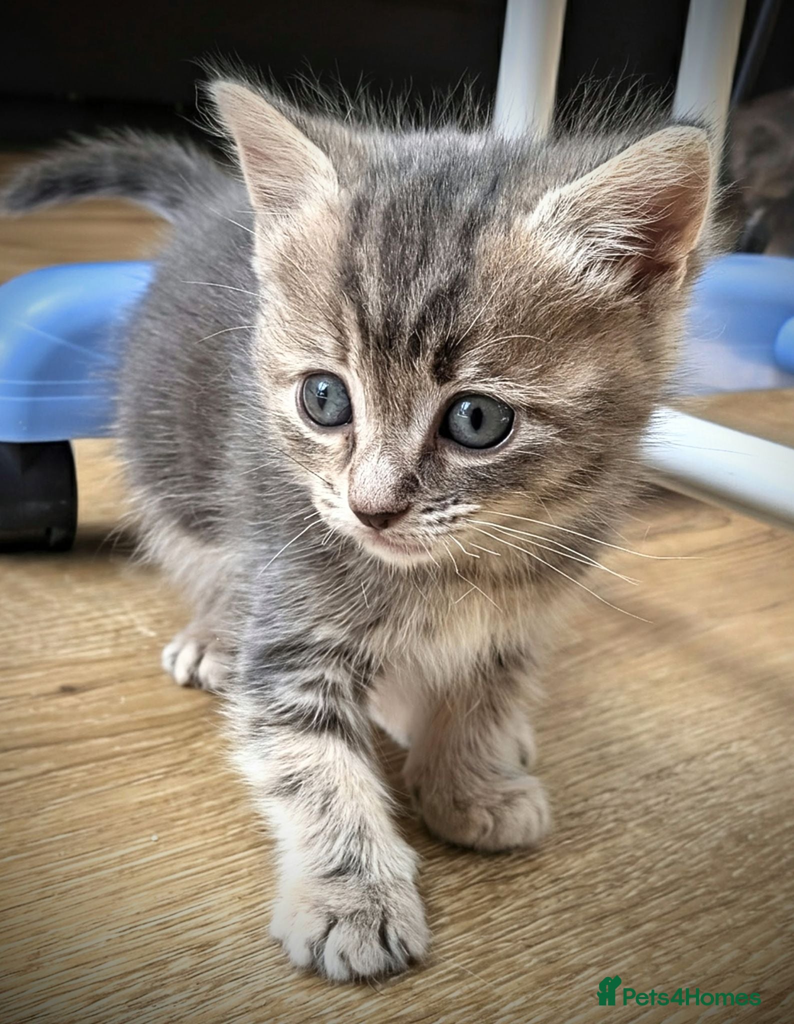 Ragcoon cats Beautiful Ragdoll / Bengal female 'Tabitha'  - Advert 1