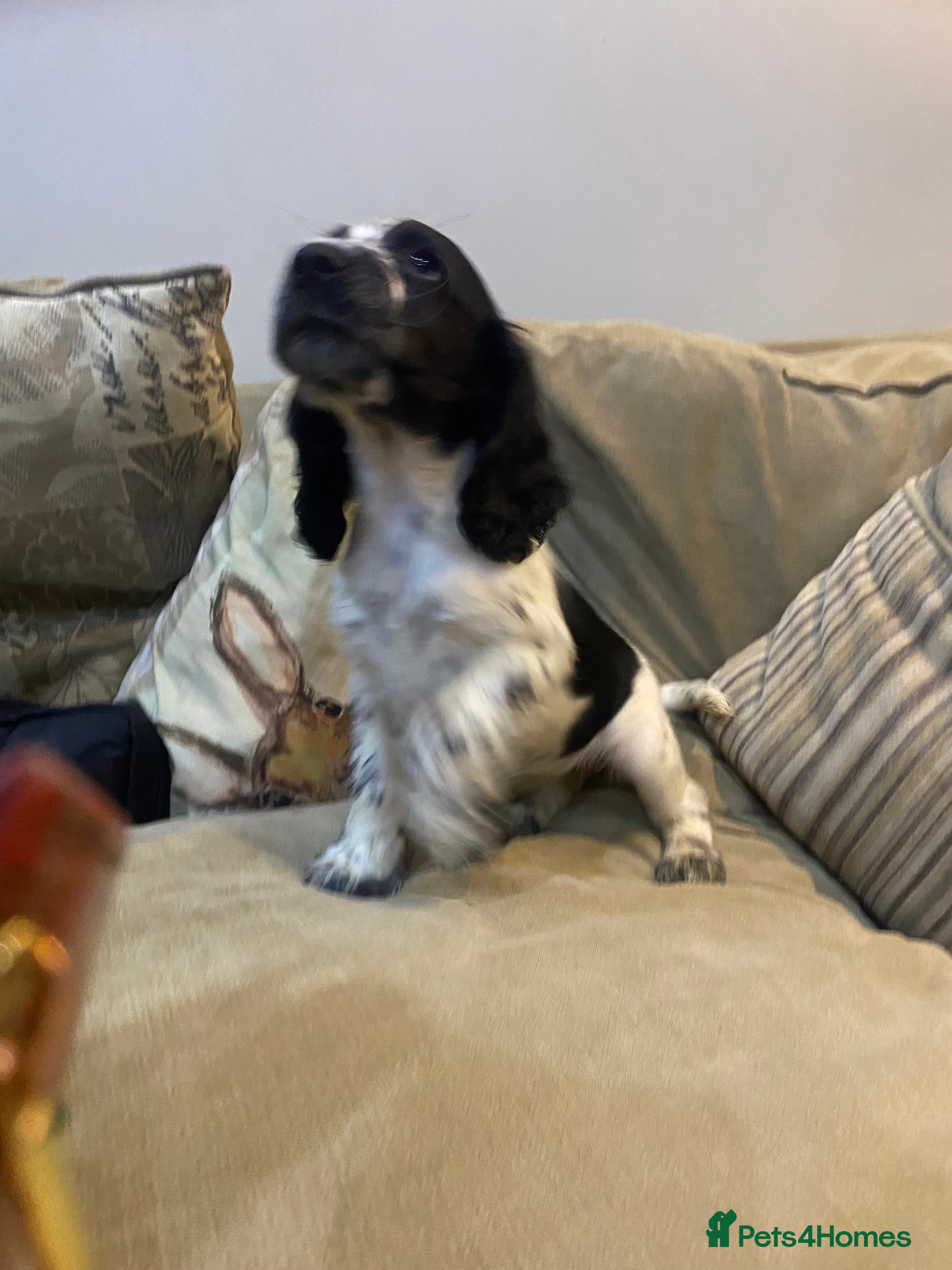 Cocker Spaniel dogs 3 of 9 beautiful full cocker spaniel pups left - Advert 1