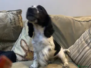 Cocker Spaniel dogs 3 of 9 beautiful full cocker spaniel pups left - Advert 1