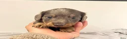 Miniature Dachshund dogs for sale: LONG HAIRED MINIATURE RUSSIAN DACHSHUNDS  - Advert 10