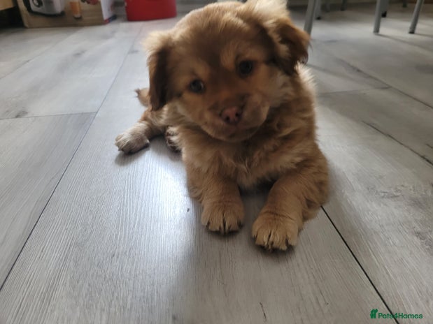 Mixed Breed dogs Pekingese mix breed puppies - Advert 1