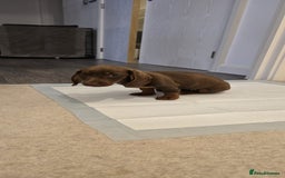 Miniature Dachshund dogs for sale: Chocolate/Tan puppy Esme - Image 7