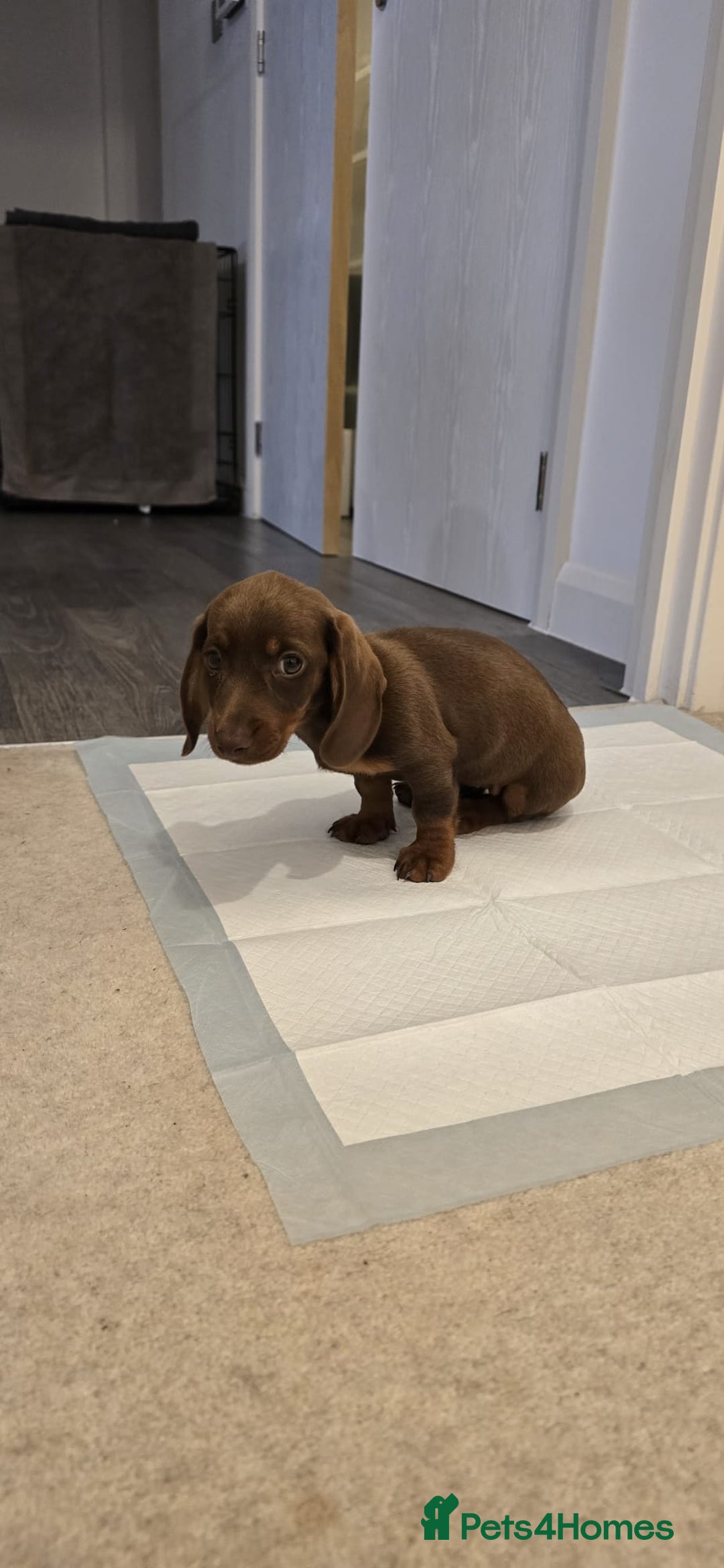 Miniature Dachshund dogs for sale: Chocolate/Tan puppy Esme - Image 7