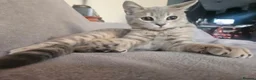 Bengal cats for sale: Stunning Snow Lynx Female Bengal  in Reading - Advert 16