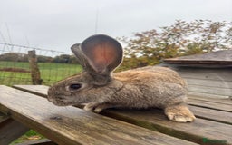 Continental Giant rabbits for sale: ONE female left!! B - Image 4