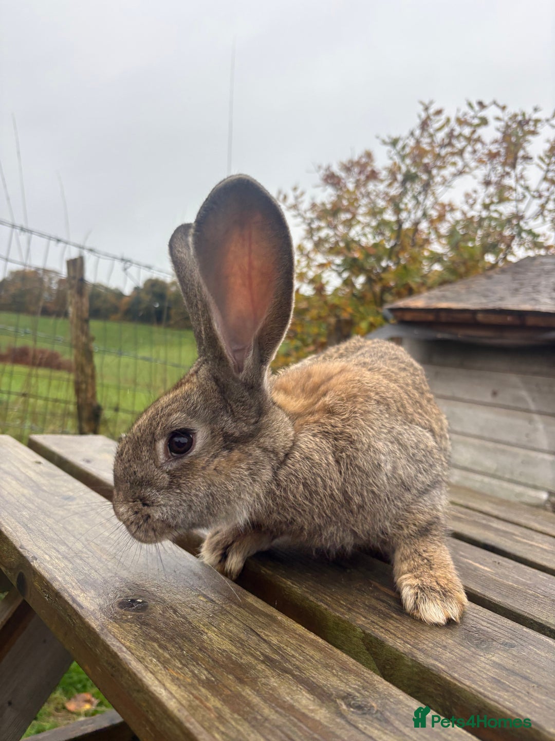Continental Giant rabbits for sale: ONE female left!! B - Image 4