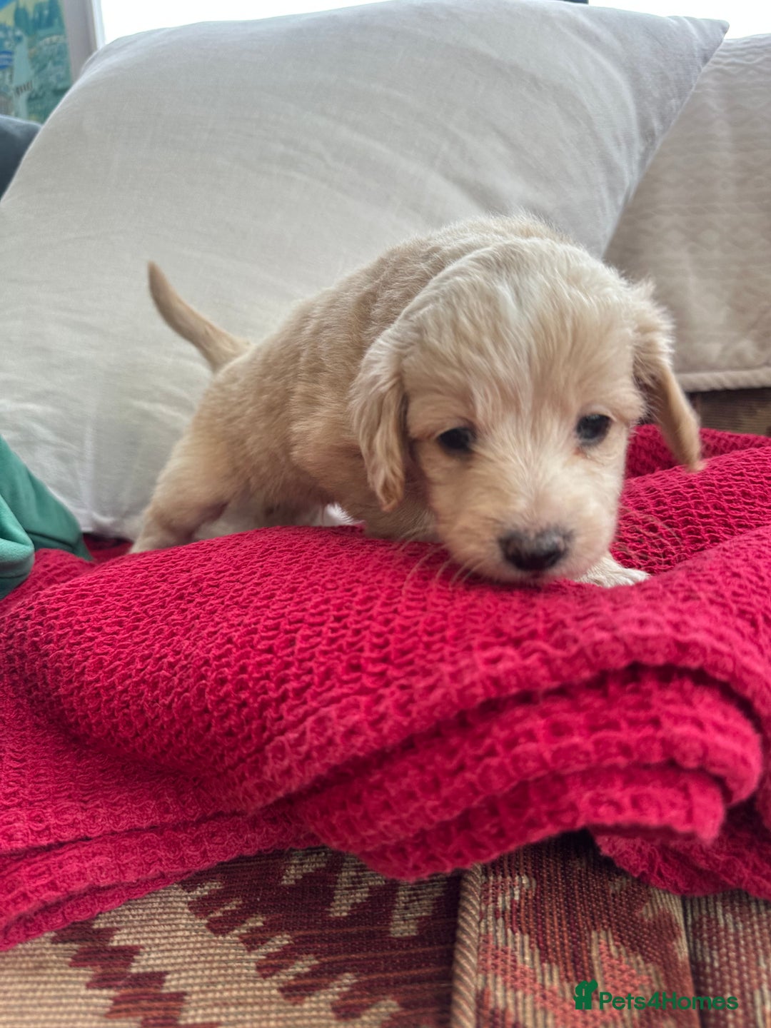 Mixed Breed dogs for sale: Cavapoo Beagle x Miniature Poodle  - Advert 8