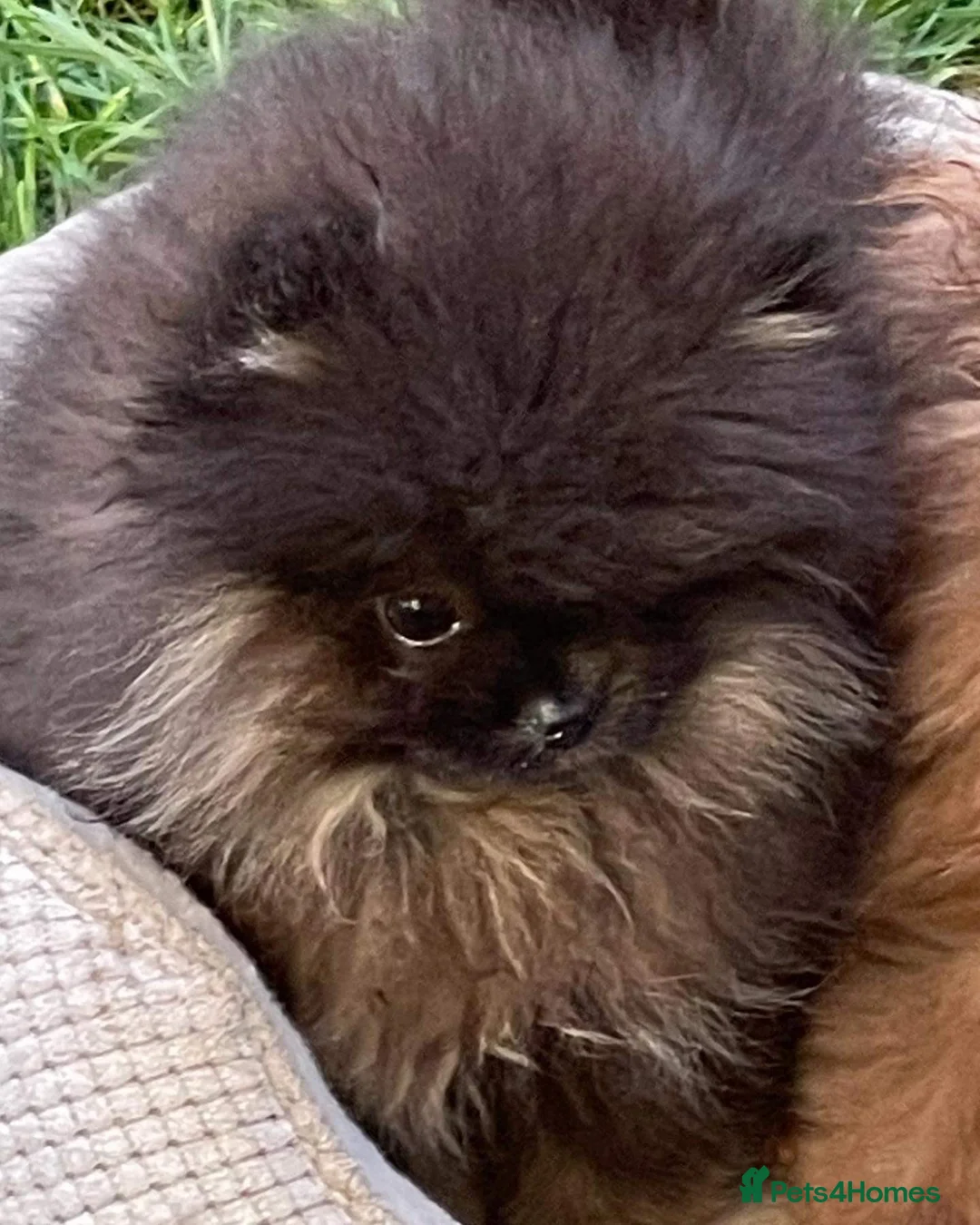 Pomeranian dogs for stud: Biggest Quality Pom StudTeam In uk  in Pontefract - Advert 17