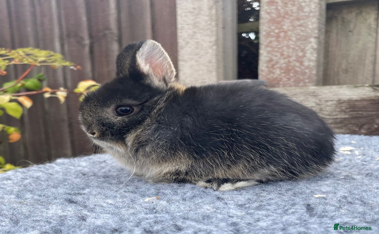 Netherland Dwarf rabbits - Advert 2