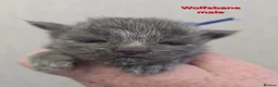 Maine Coon cats for sale: Blue & Blue Smoke Maine Coon Kittens Stunning Tica - Advert 30