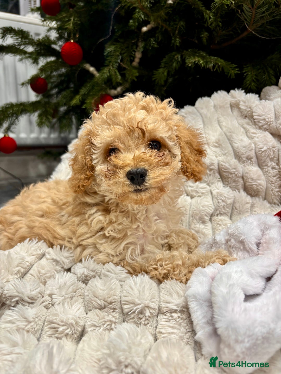 Cavapoo dogs for sale: Gorgeous F1 Cavapoo pups, health tested 🐾 - Advert 6