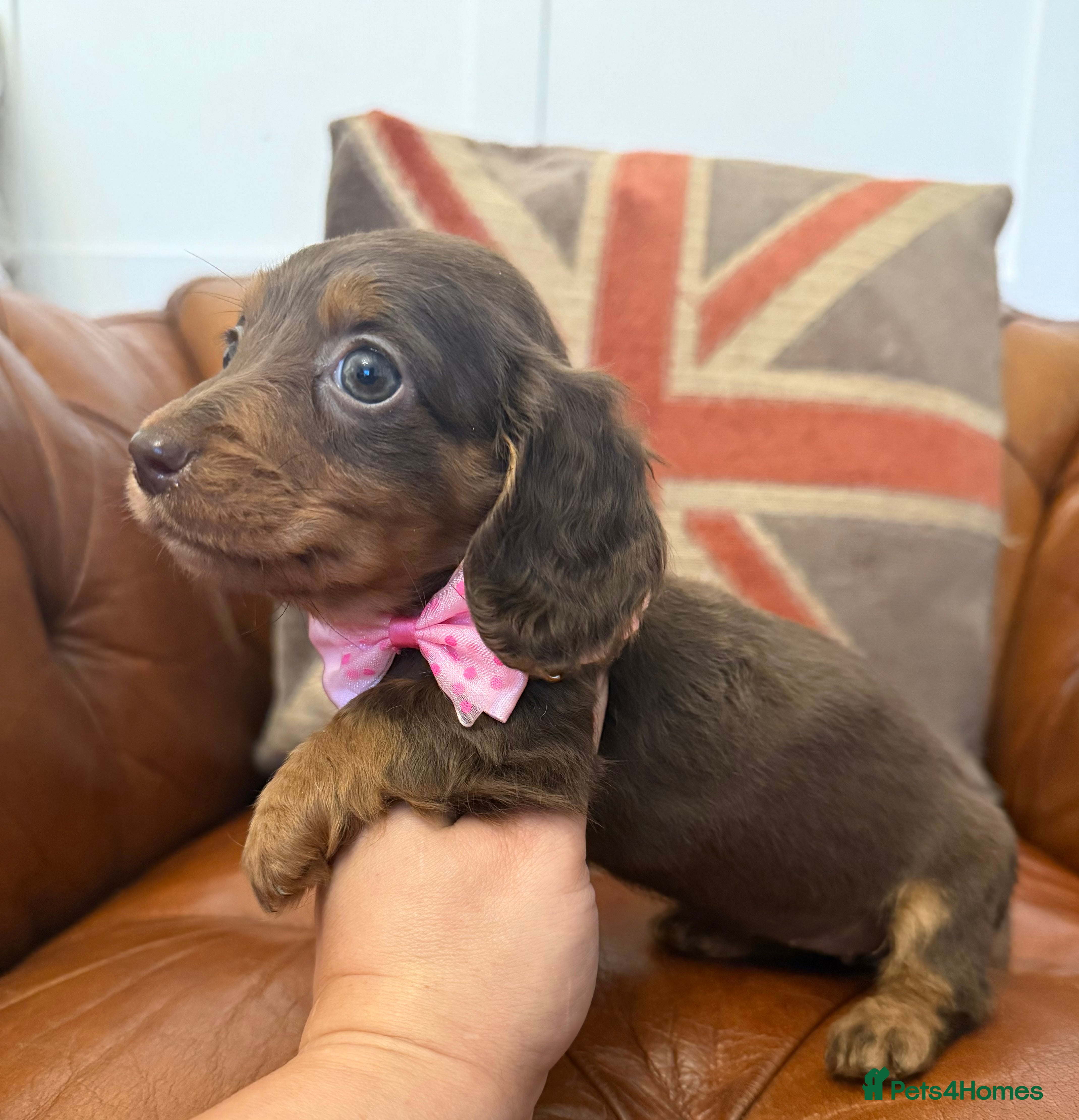 Miniature Dachshund dogs Stunning Longcoats 5 Star Reviews 5 Star Licensed - Advert 1