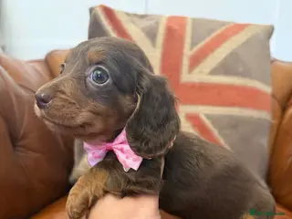 Miniature Dachshund dogs Stunning Longcoats 5 Star Reviews 5 Star Licensed - Advert 1