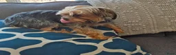 Yorkshire Terrier dogs for sale: PURE Yorkshire Terriers sweetheart❤️1 Boy & 1 Girl - Advert 6