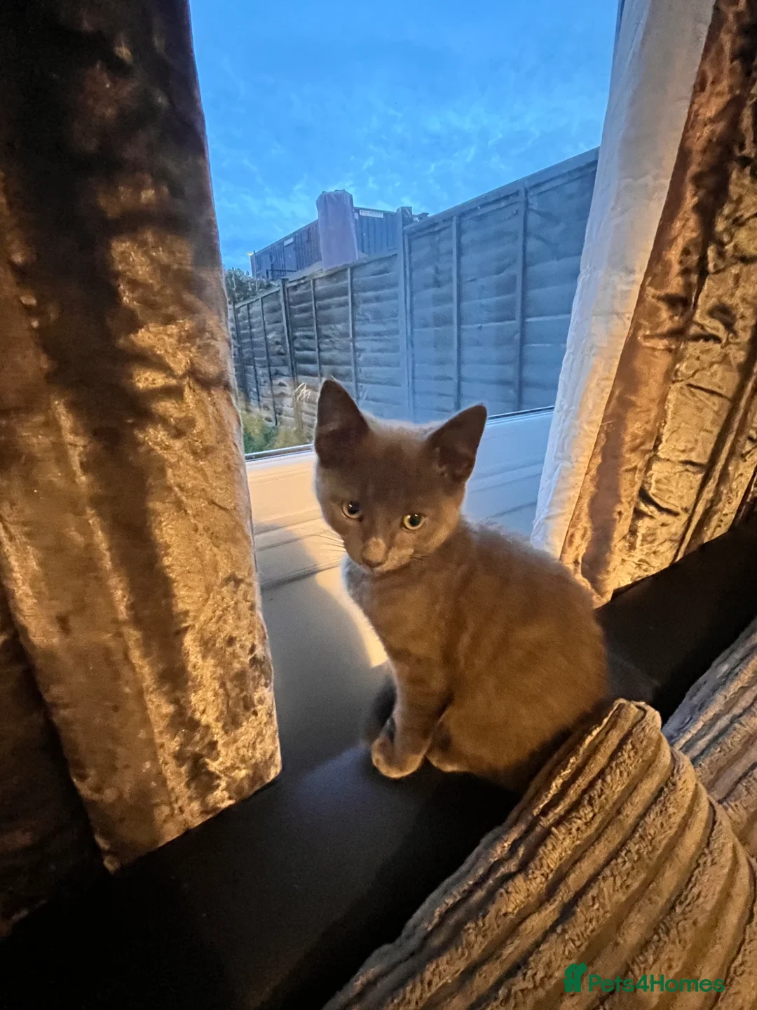 Russian Blue cats for sale: Russian blue x Bengal (kittens ready now) 🩷💙 - Advert 2