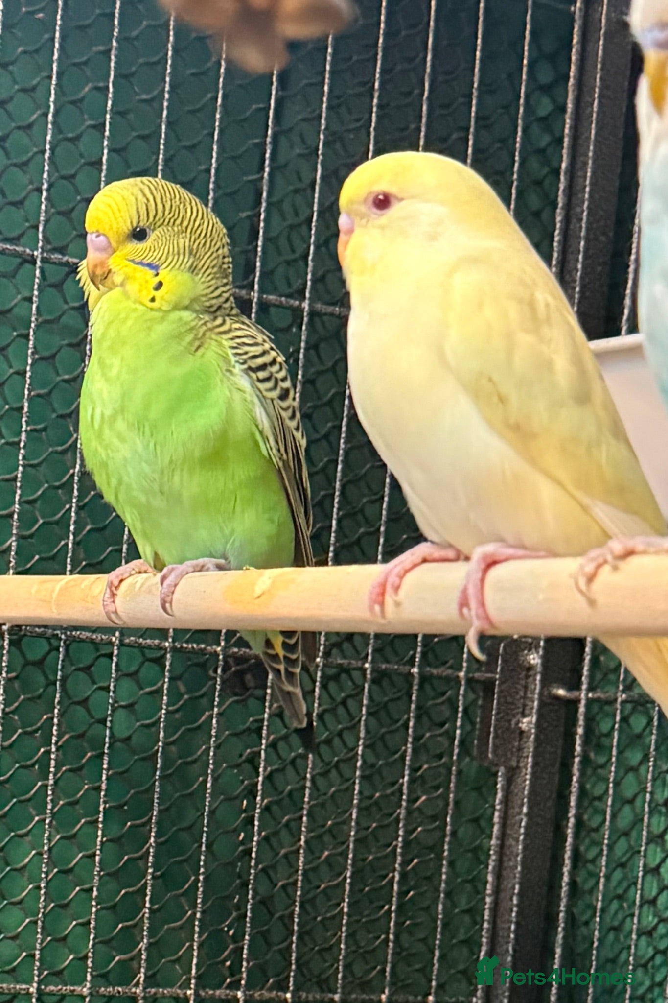 Budgerigars birds 9 week old baby budgies available in Runcorn - Advert 1