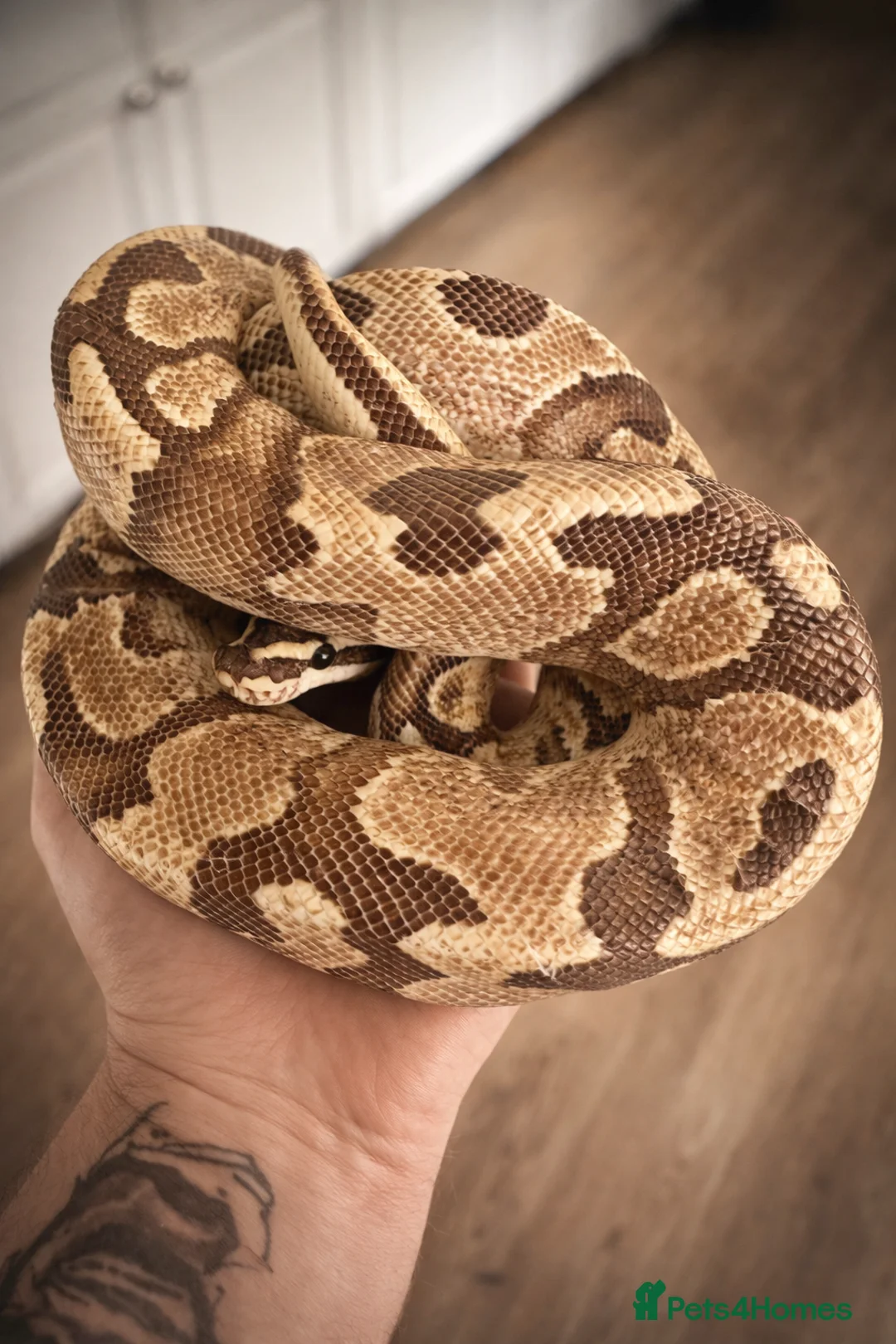 Python Snake reptiles for sale: BP - Offers Welcome - Advert 4