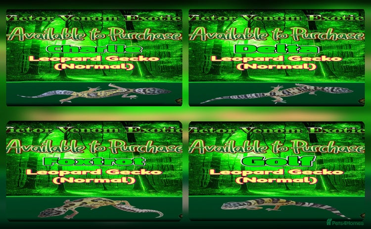 Leopard Gecko reptiles - Advert 5