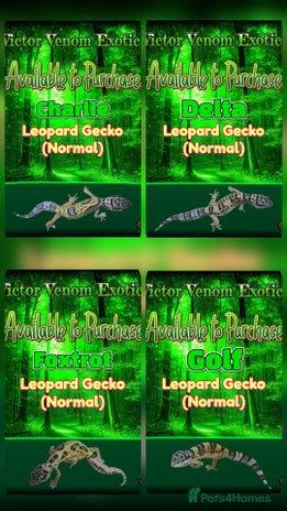 Leopard Gecko reptiles - Advert 10