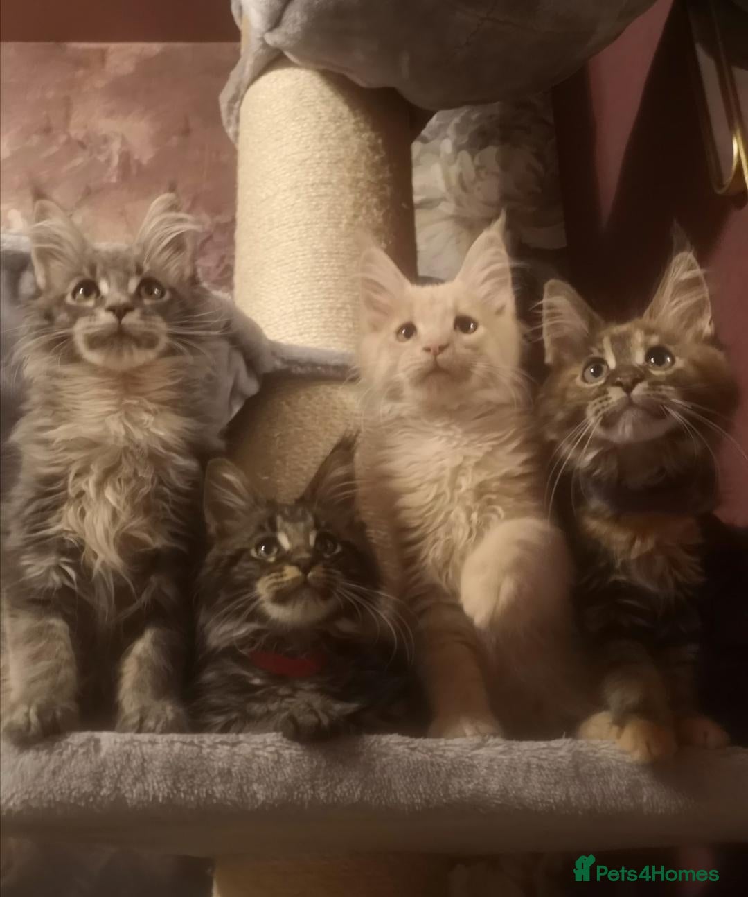 Maine Coon cats Tica, Health Checked Maine Coon kittens - Advert 2