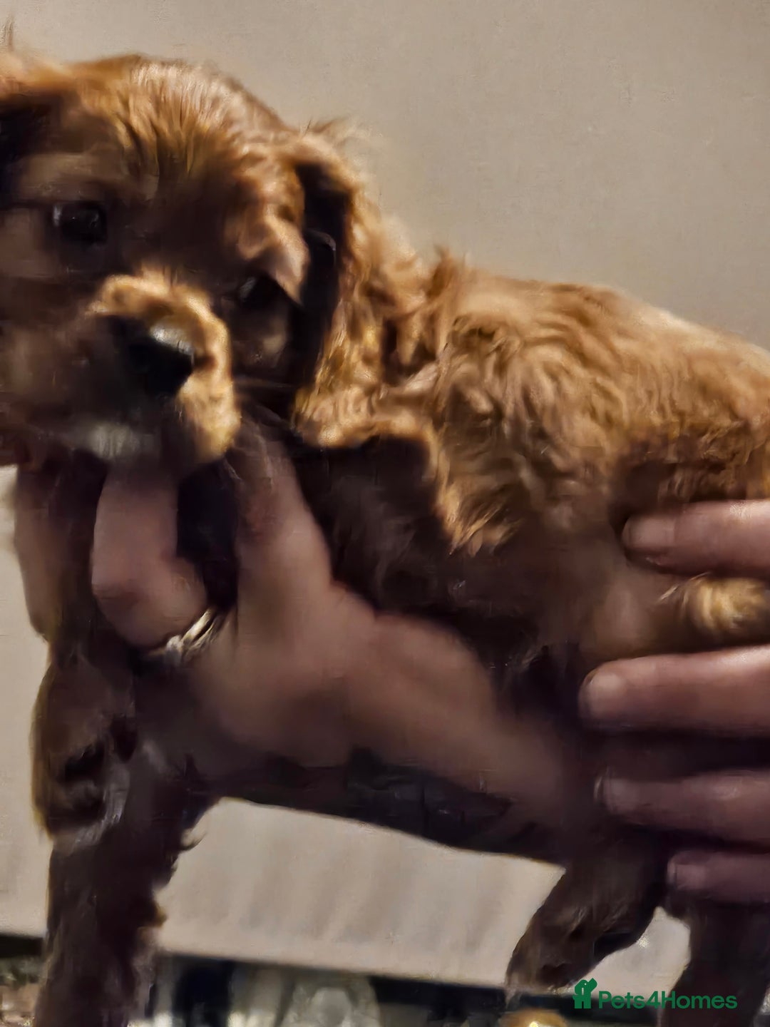 Cavalier King Charles Spaniel dogs for sale: Cavalier - Advert 4