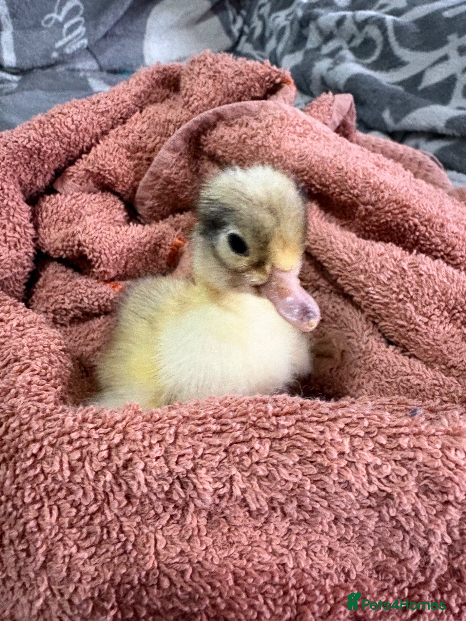 Chickens poultry Chicks and ducklings  - Advert 11