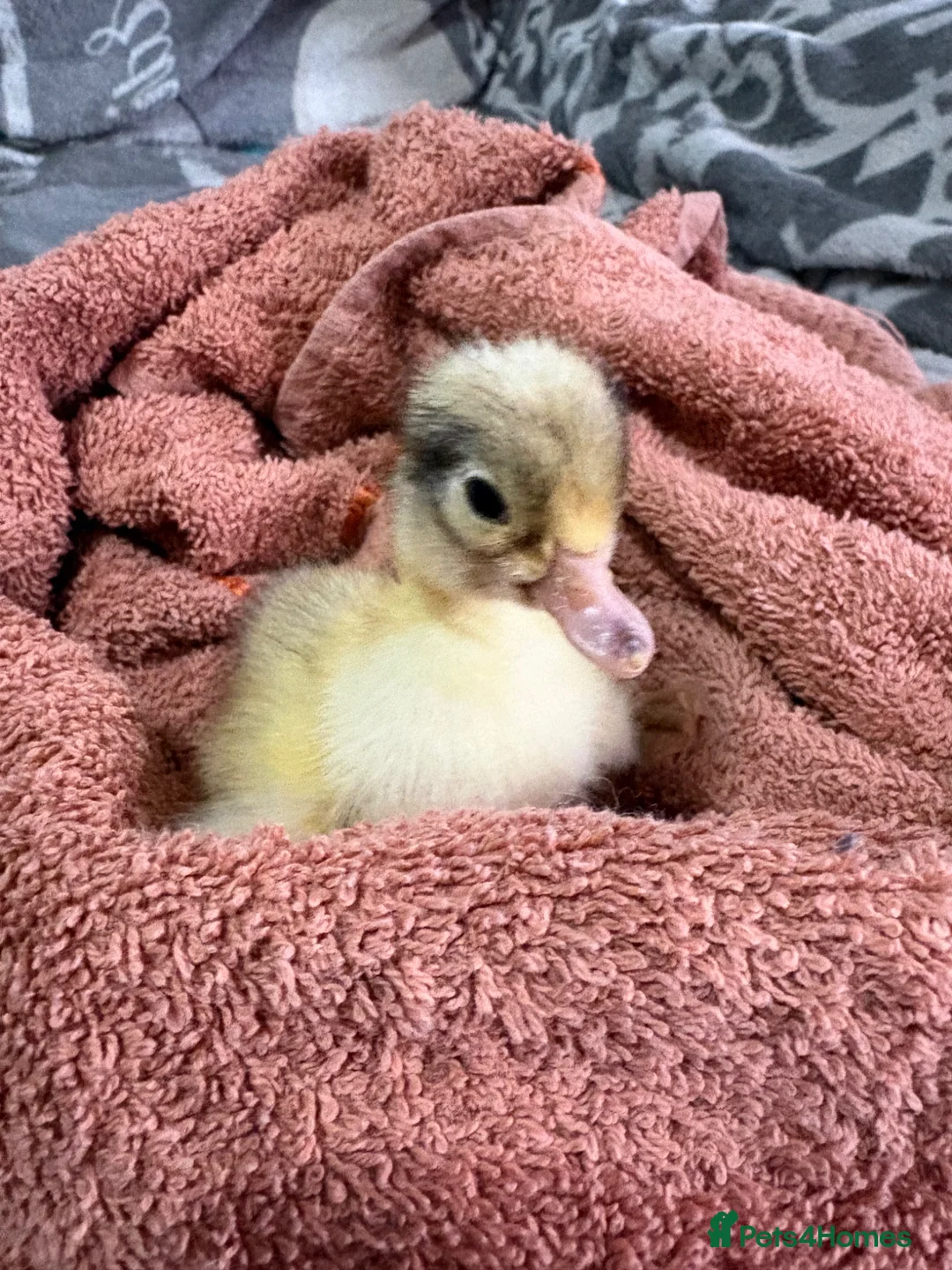 Chickens poultry for sale: Chicks and ducklings  - Advert 1