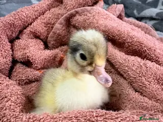 Chickens poultry Chicks and ducklings - Advert 11