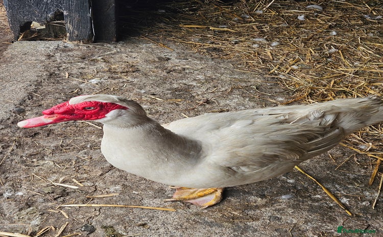 Ducks poultry - Advert 1