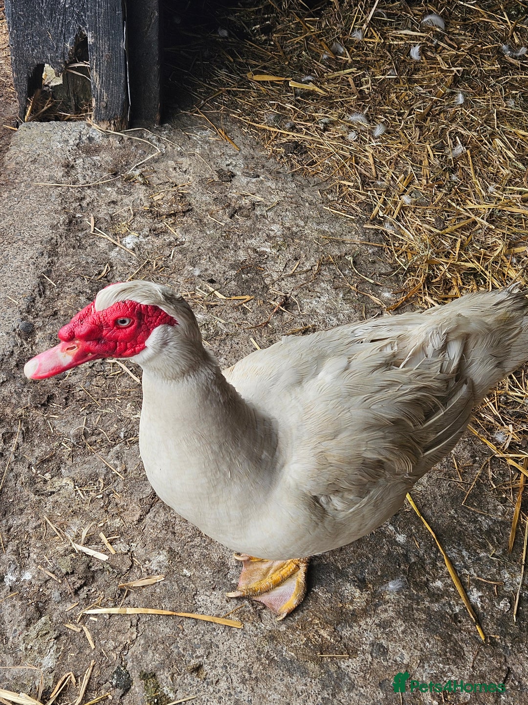 Ducks poultry for sale: Lovely muscovy drakes  - Image 1