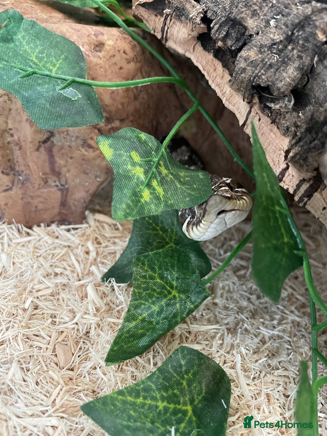 Snake reptiles for sale: Male Hognose Snake - Image 3